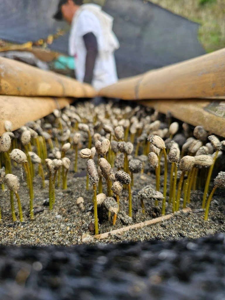 Germination des grains sur plantation