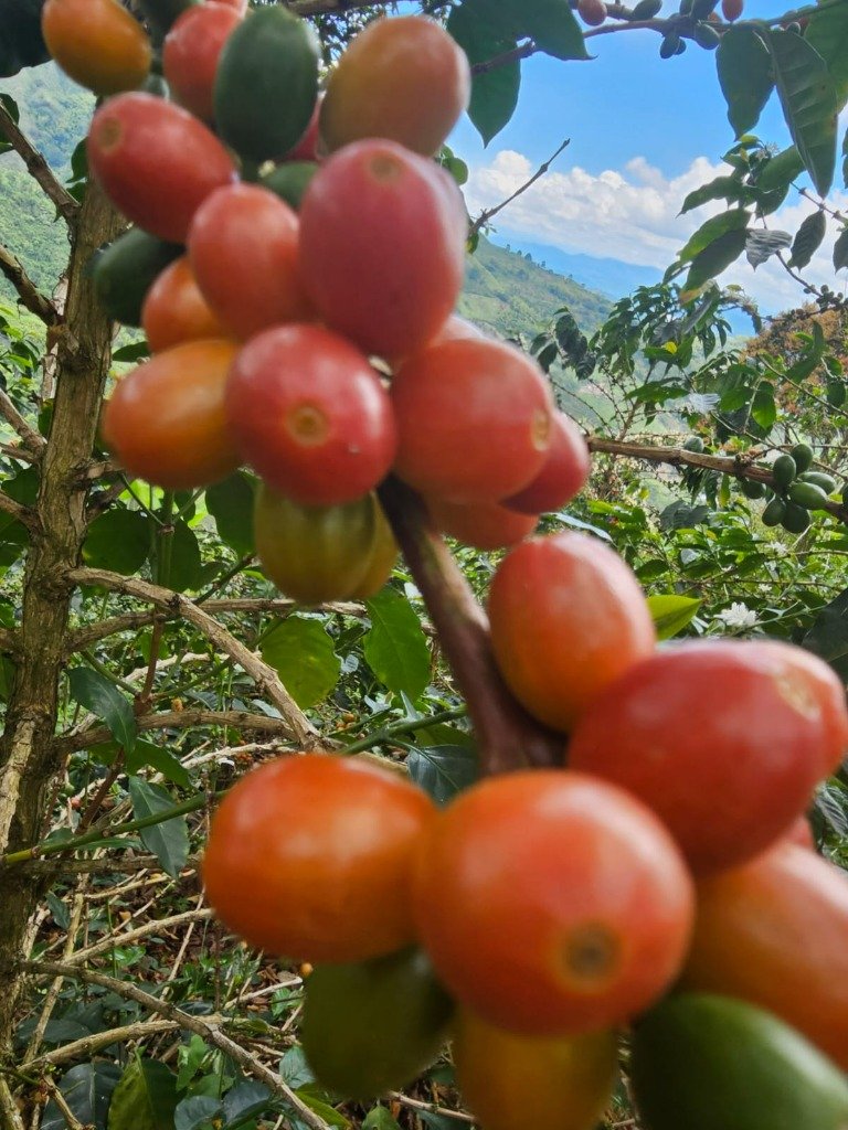 Cerises rouges de café en Colombie