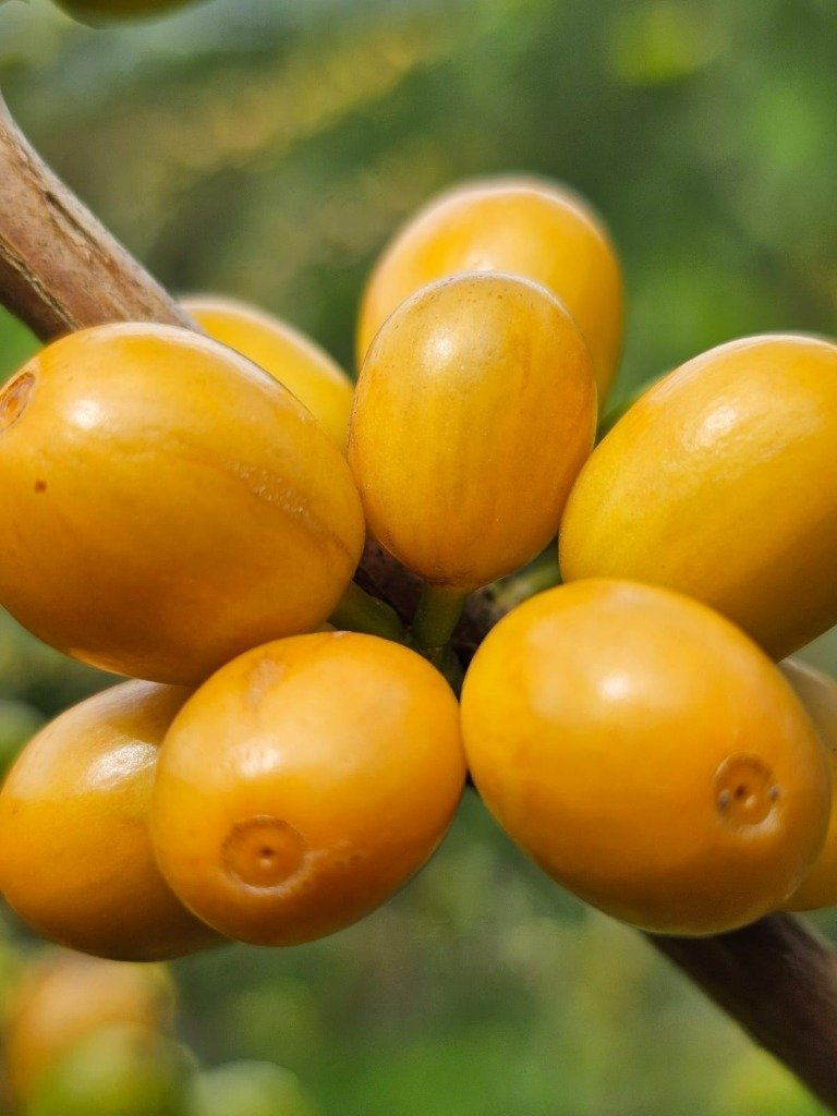 Cerises jaunes d'altitude